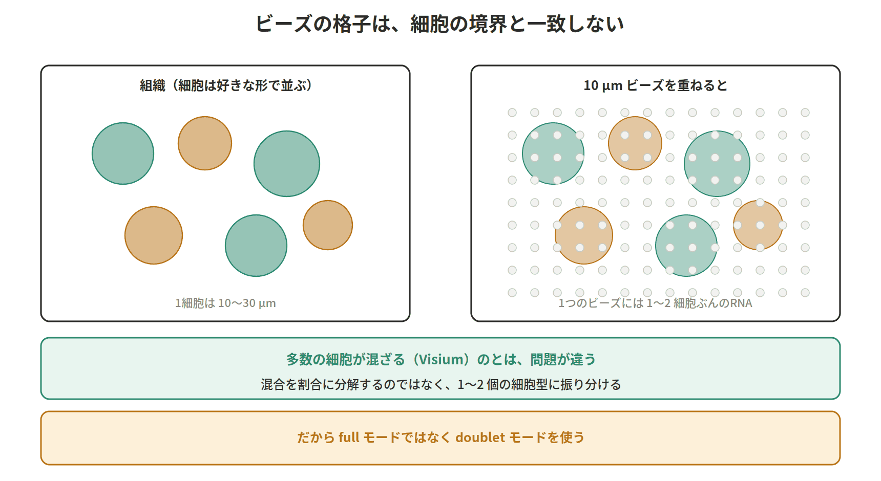 図：ビーズの格子は、細胞の境界と一致しない