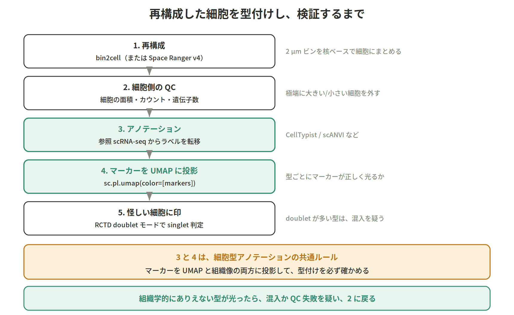 図：再構成した細胞を型付けし、検証するまで