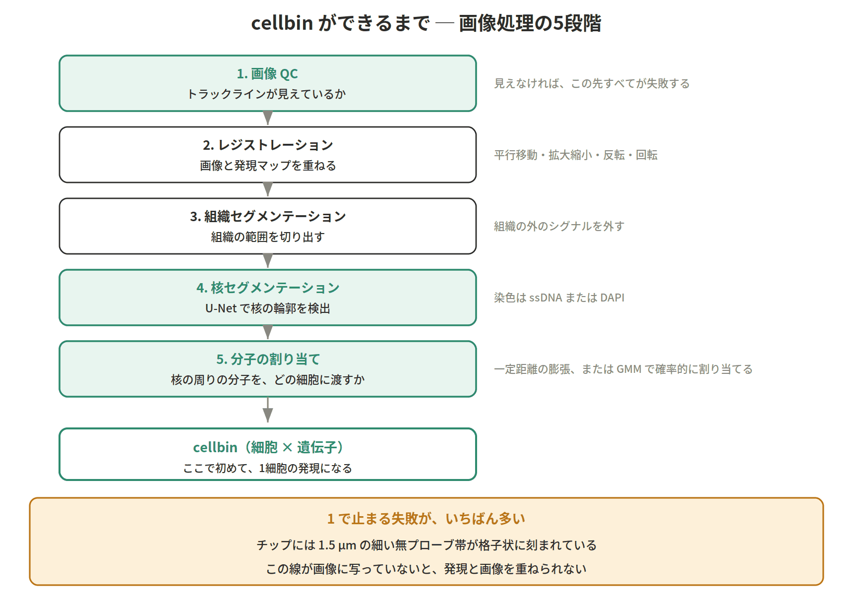 図：cellbin ができるまで ─ 画像処理の5段階