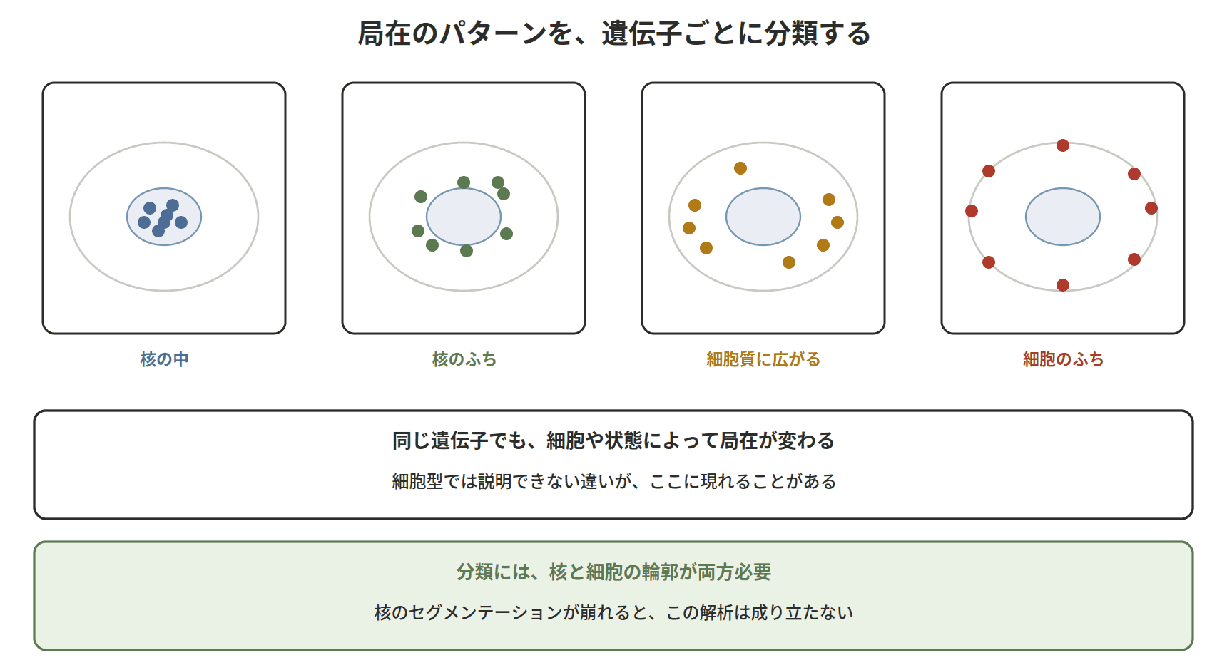 図：局在のパターンを、遺伝子ごとに分類する