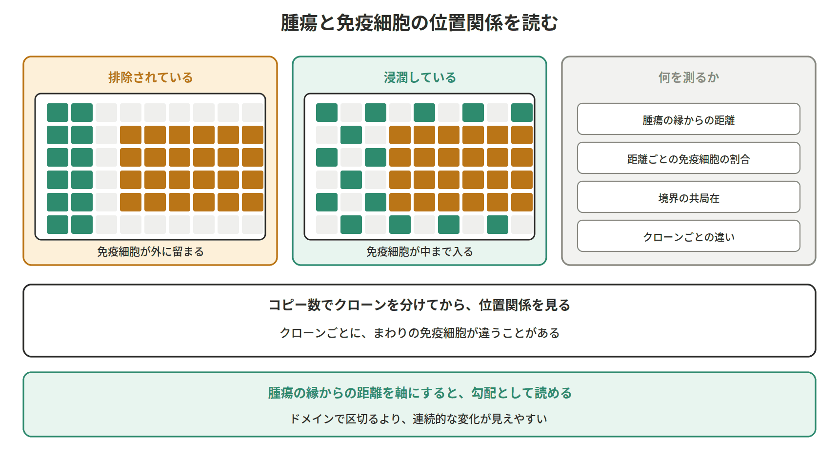 図：腫瘍と免疫細胞の位置関係を読む
