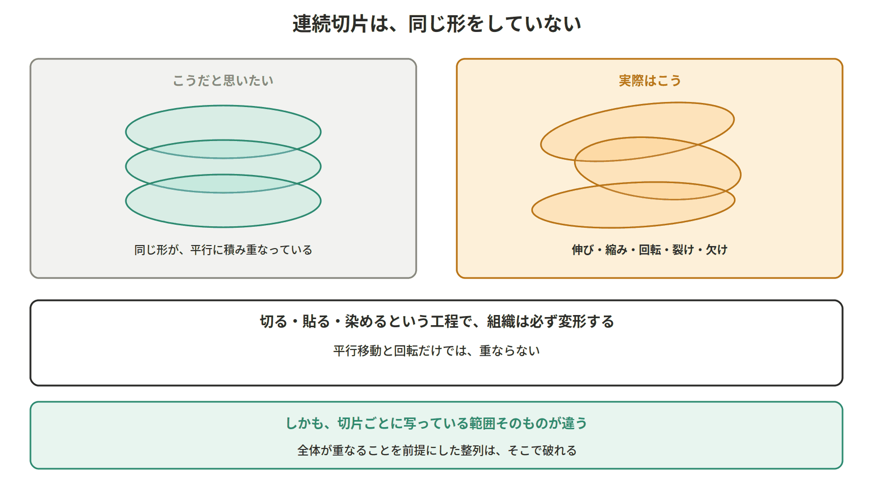 図：連続切片は、同じ形をしていない